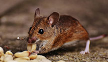 24 Hour & Emergency Exterminators in Great Neck, NY